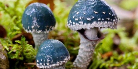 Gljiva strofarija plavo-zelena (troyshling yar copperhead): fotografija i opis, upotreba